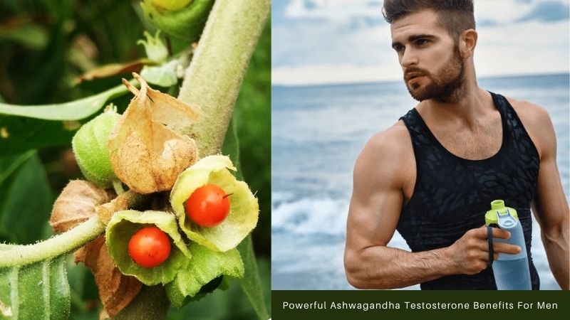 Ashwagandha Benefits