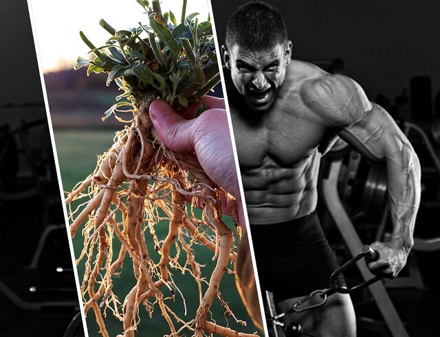 Ashwagandha and Testosterone