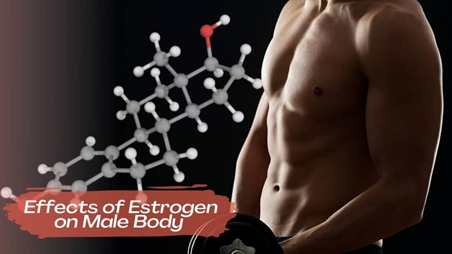 ffects of estrogen on Male Body