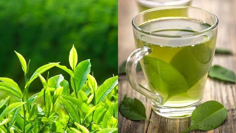 green tea vs green tea extract