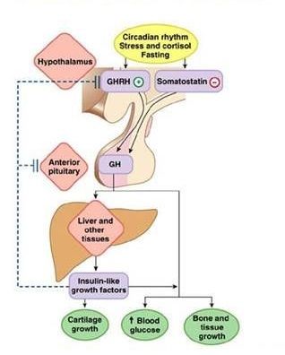 How HGH Work in Your Body?