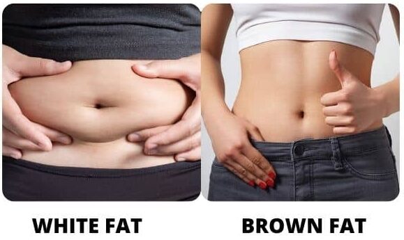 white fat vs brown fat